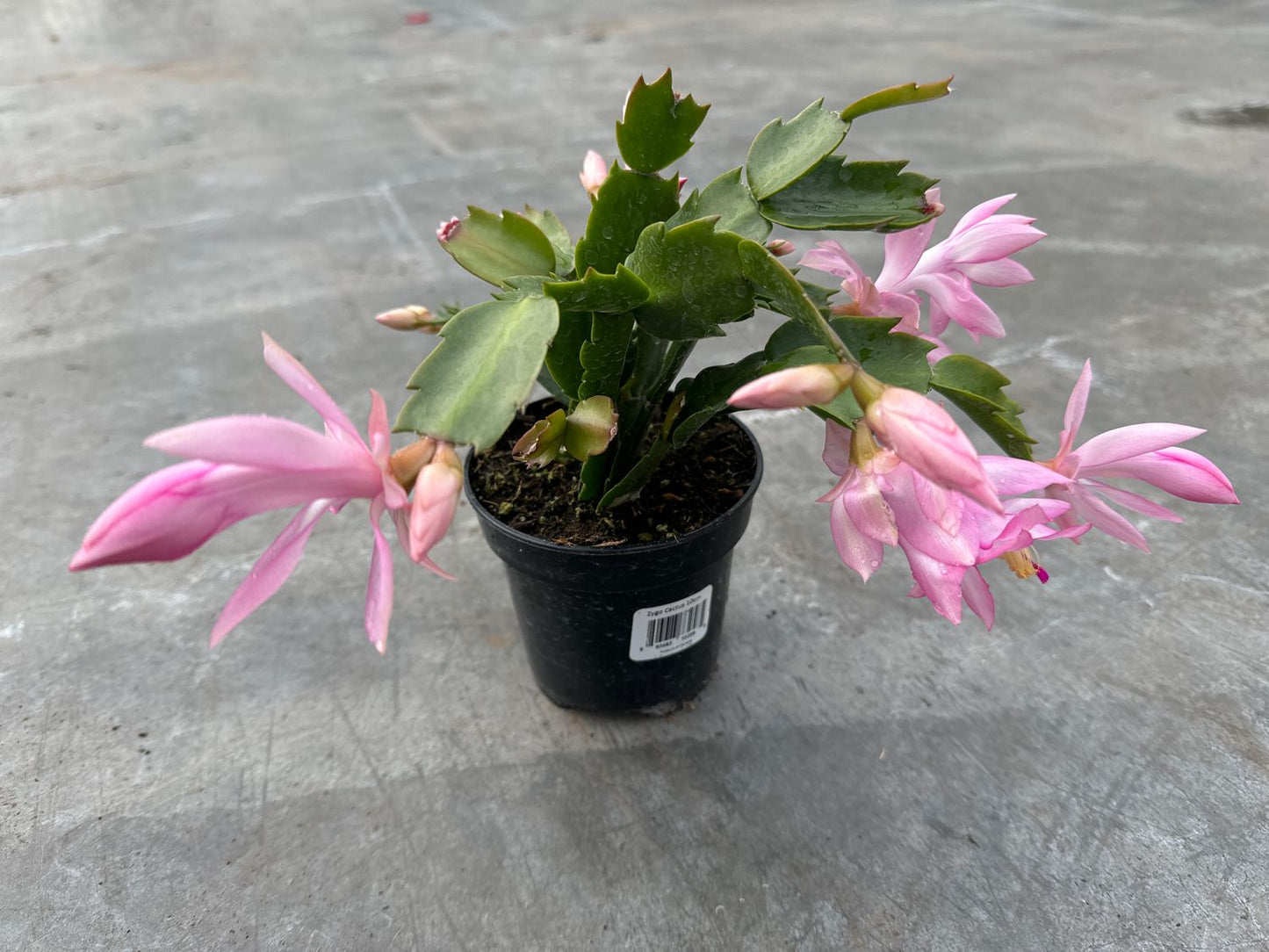 Zygo Cactus - Holiday Cactus