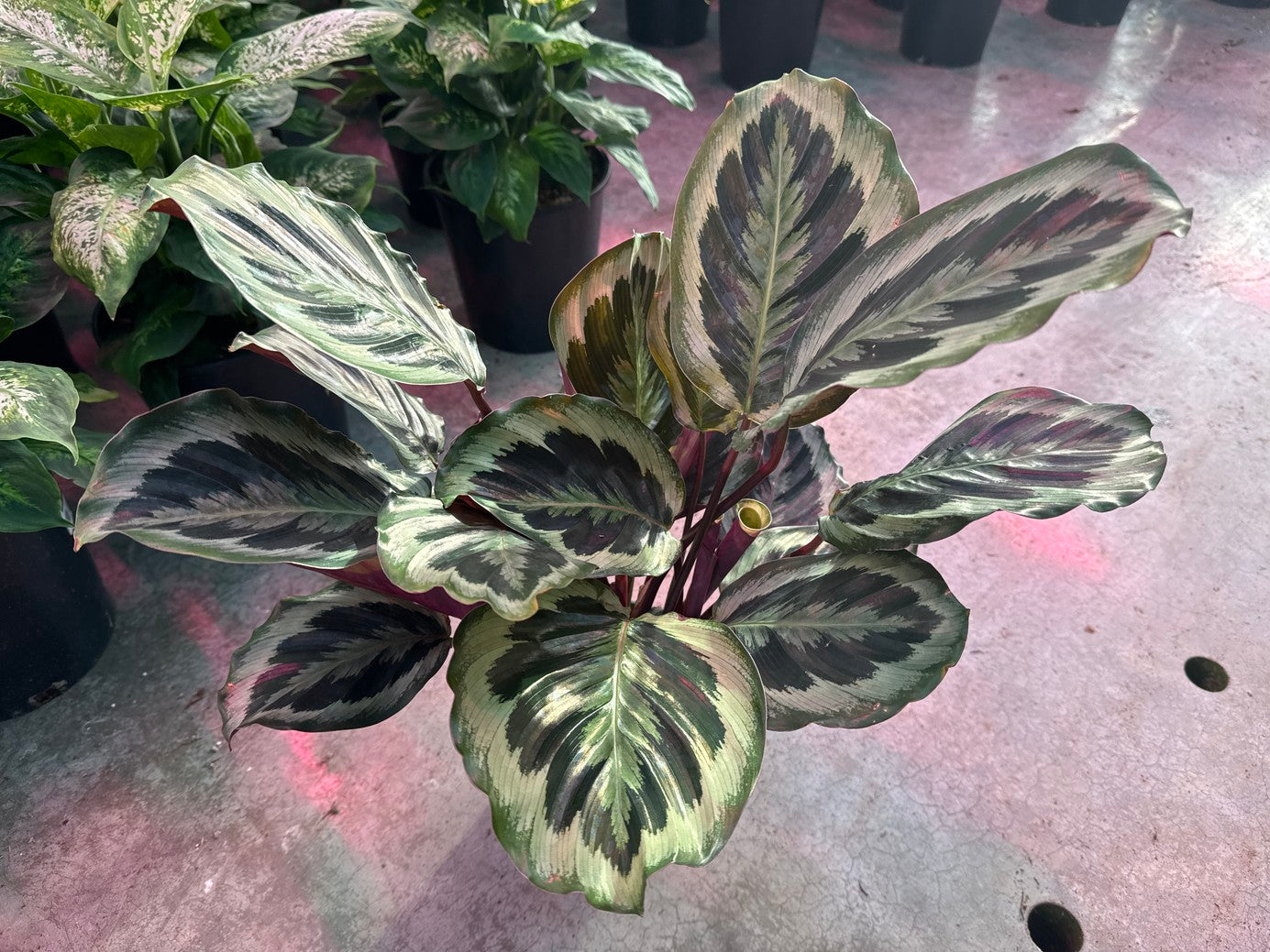 Calathea Medallion