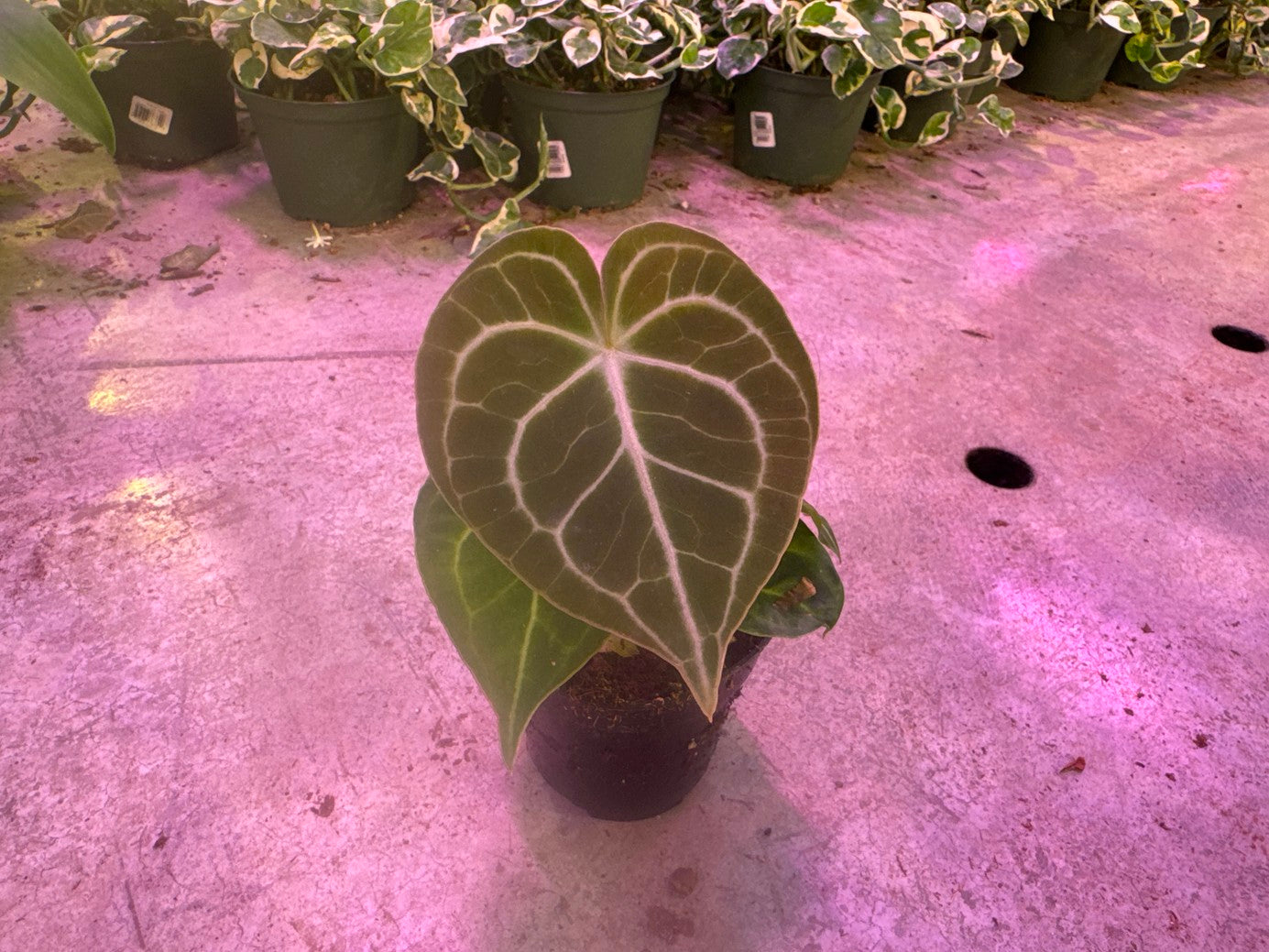 anthurium clarinervium red Anthurium Clarinervium – Watering Tropical Fever