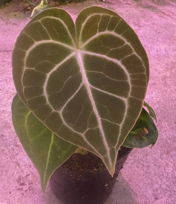 Anthurium Clarinervium