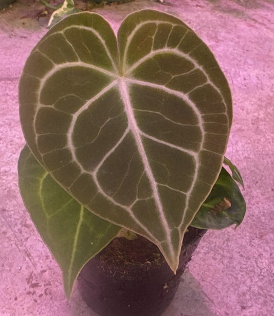 Anthurium Clarinervium