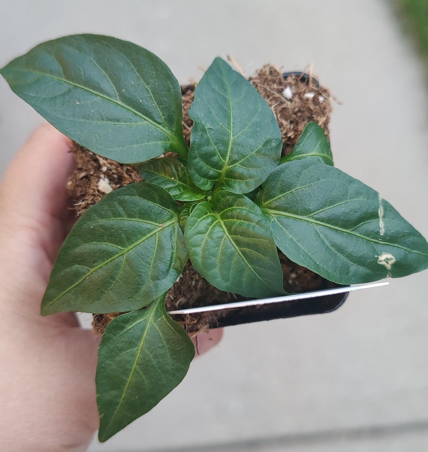 Pepper Sweet, Snackabelle Red 2.5" pot