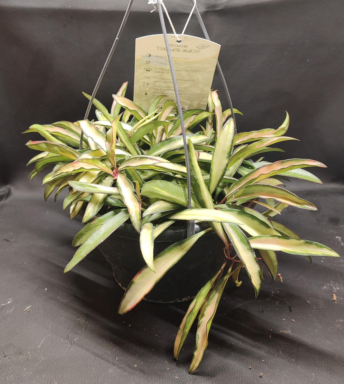 Hoya Wayettii Tricolor