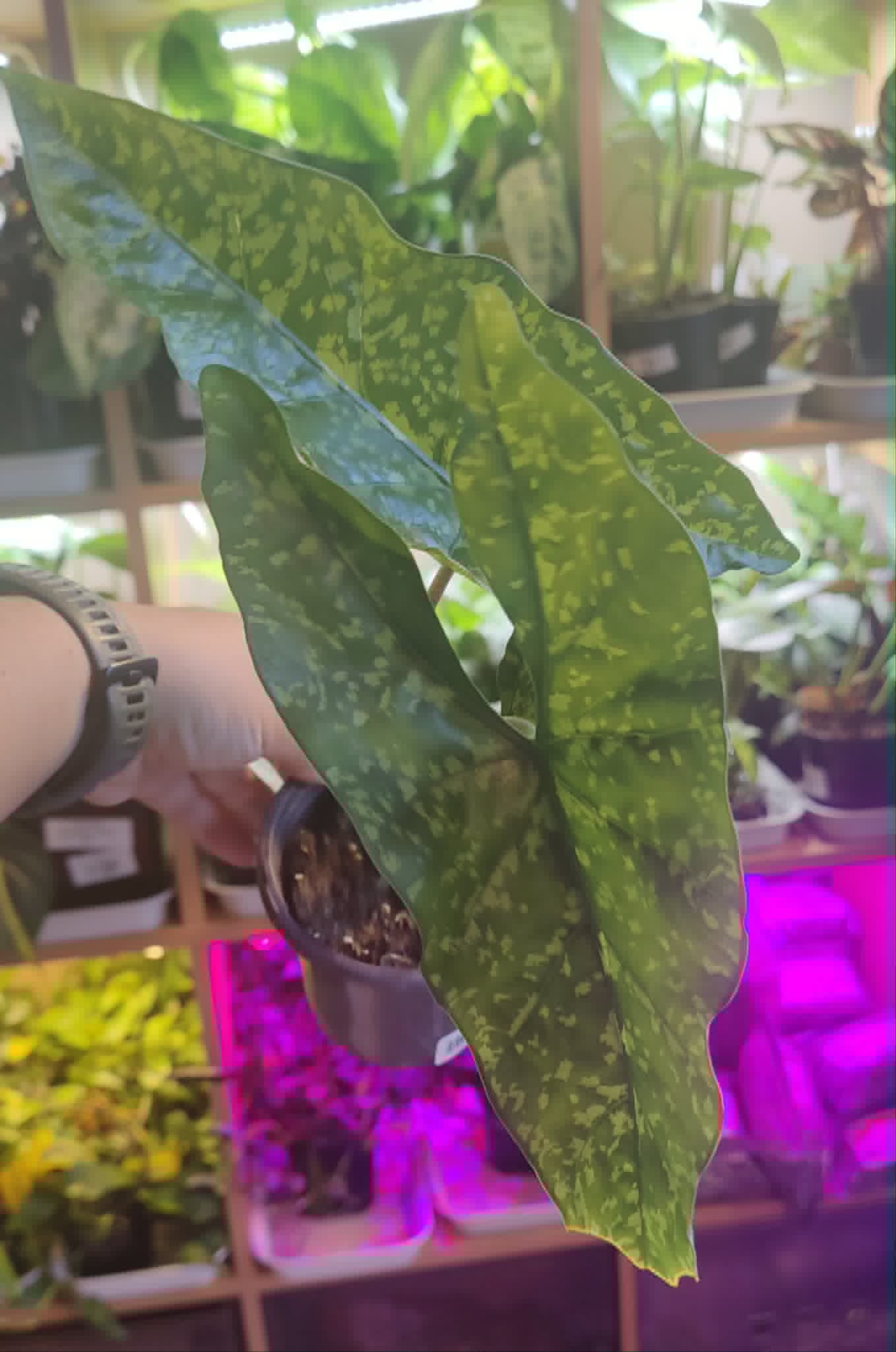 Alocasia Shattered Glass