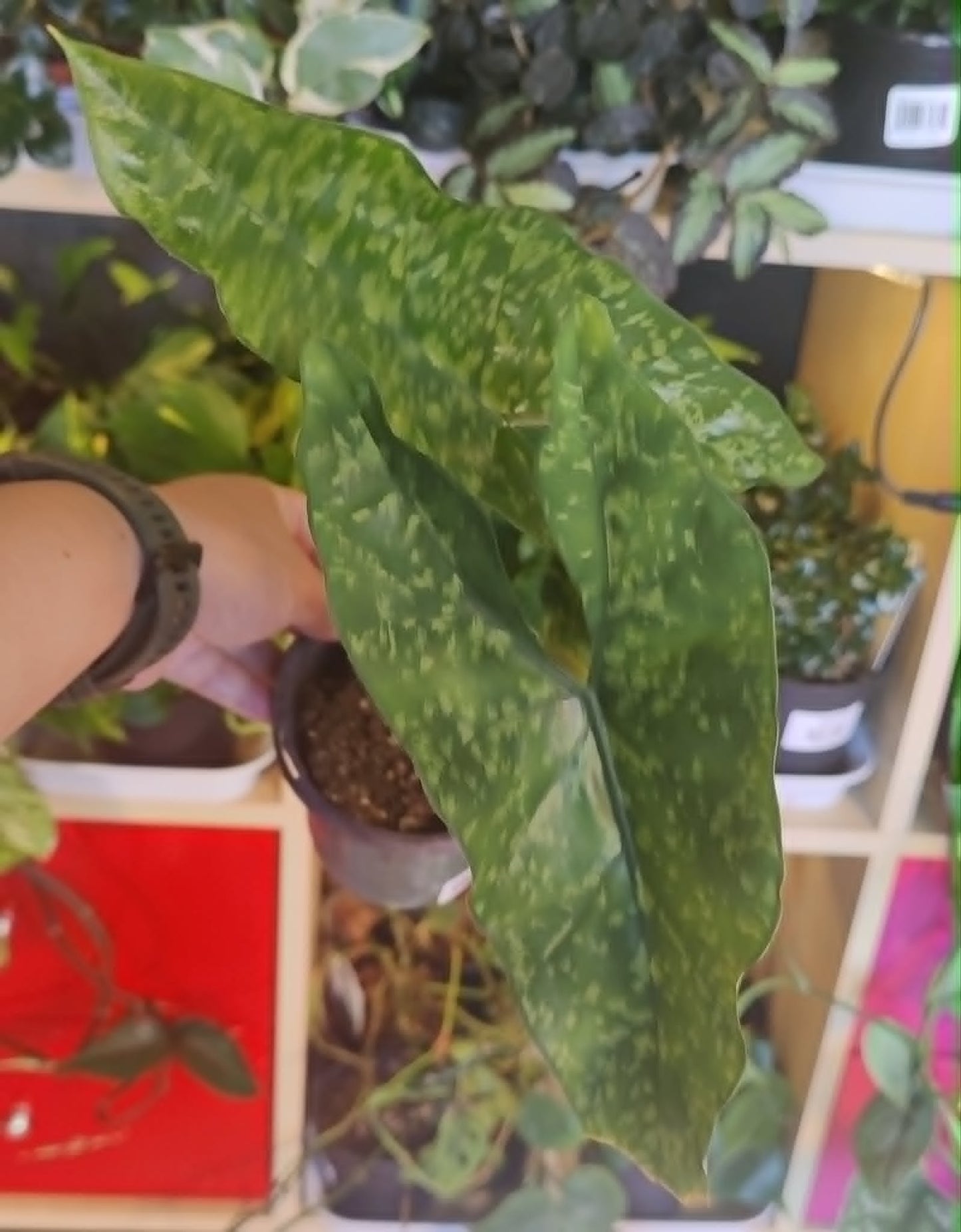 Alocasia Shattered Glass