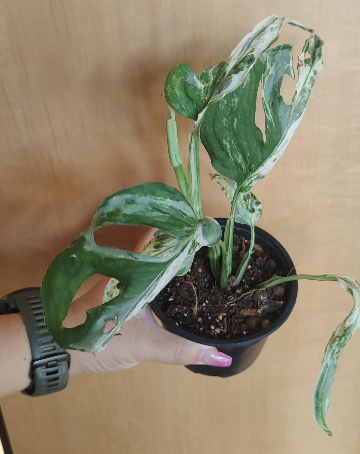 Swiss Cheese Vine Mint Variegated