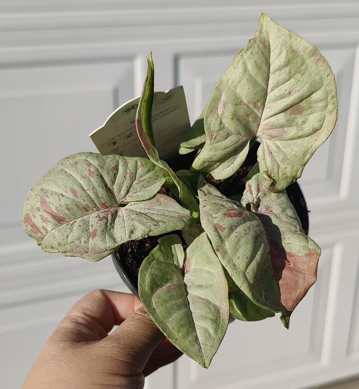 Syngonium Milk Confetti (Arrowhead)