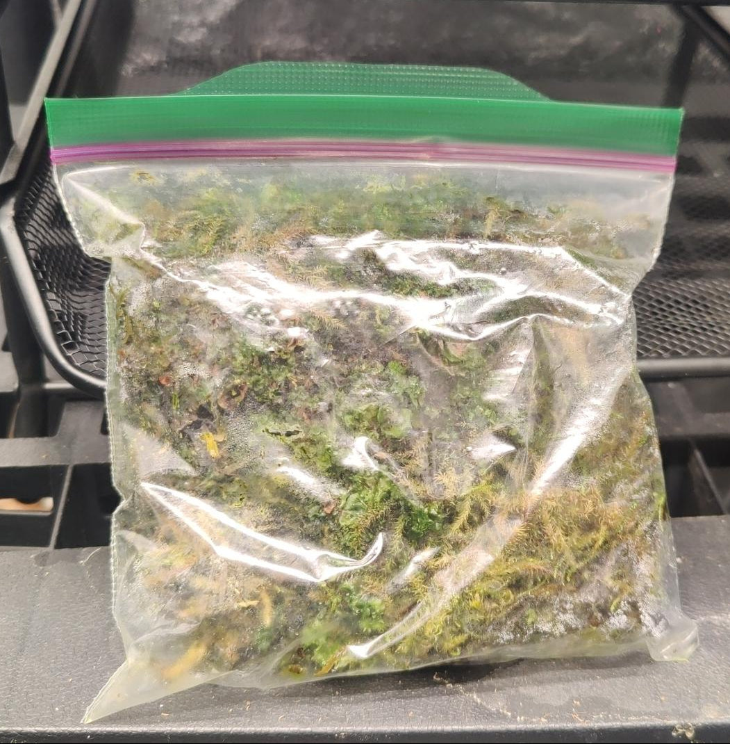 Live Forest Moss