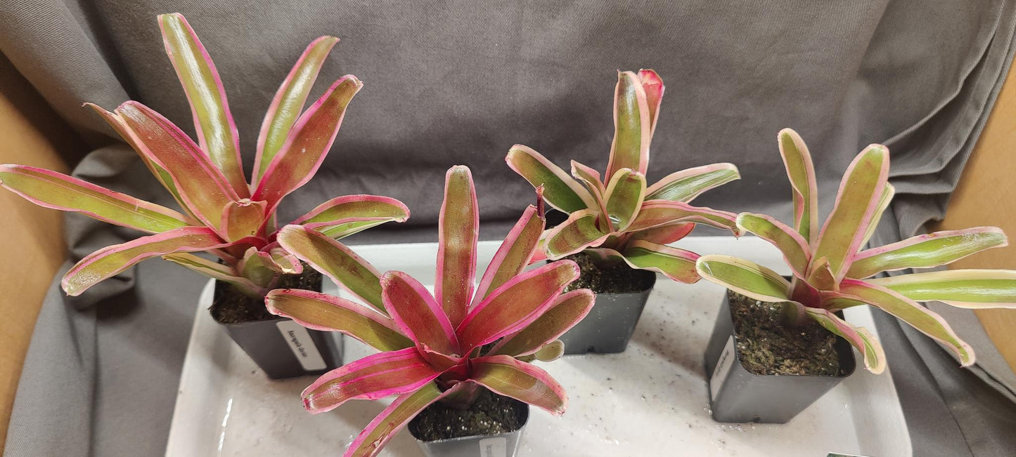 Bromeliads Neoregelia