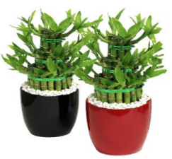 Lucky Bamboo Pagoda in Ceramic Pot