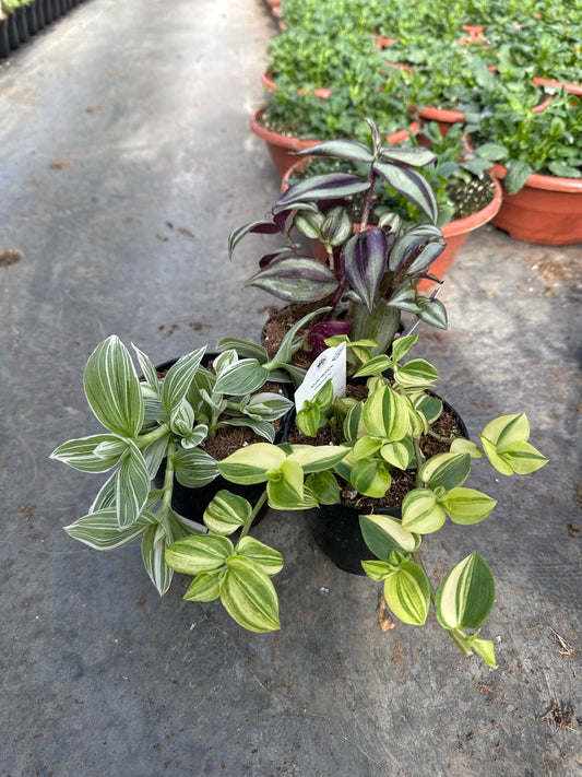Tradescantia Assorted