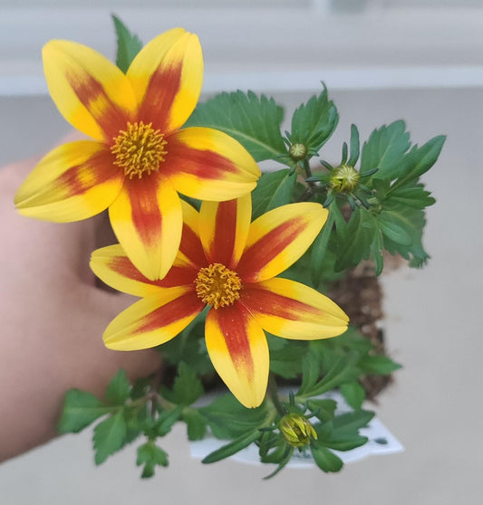 Bidens Blazing™ Star 2.5"