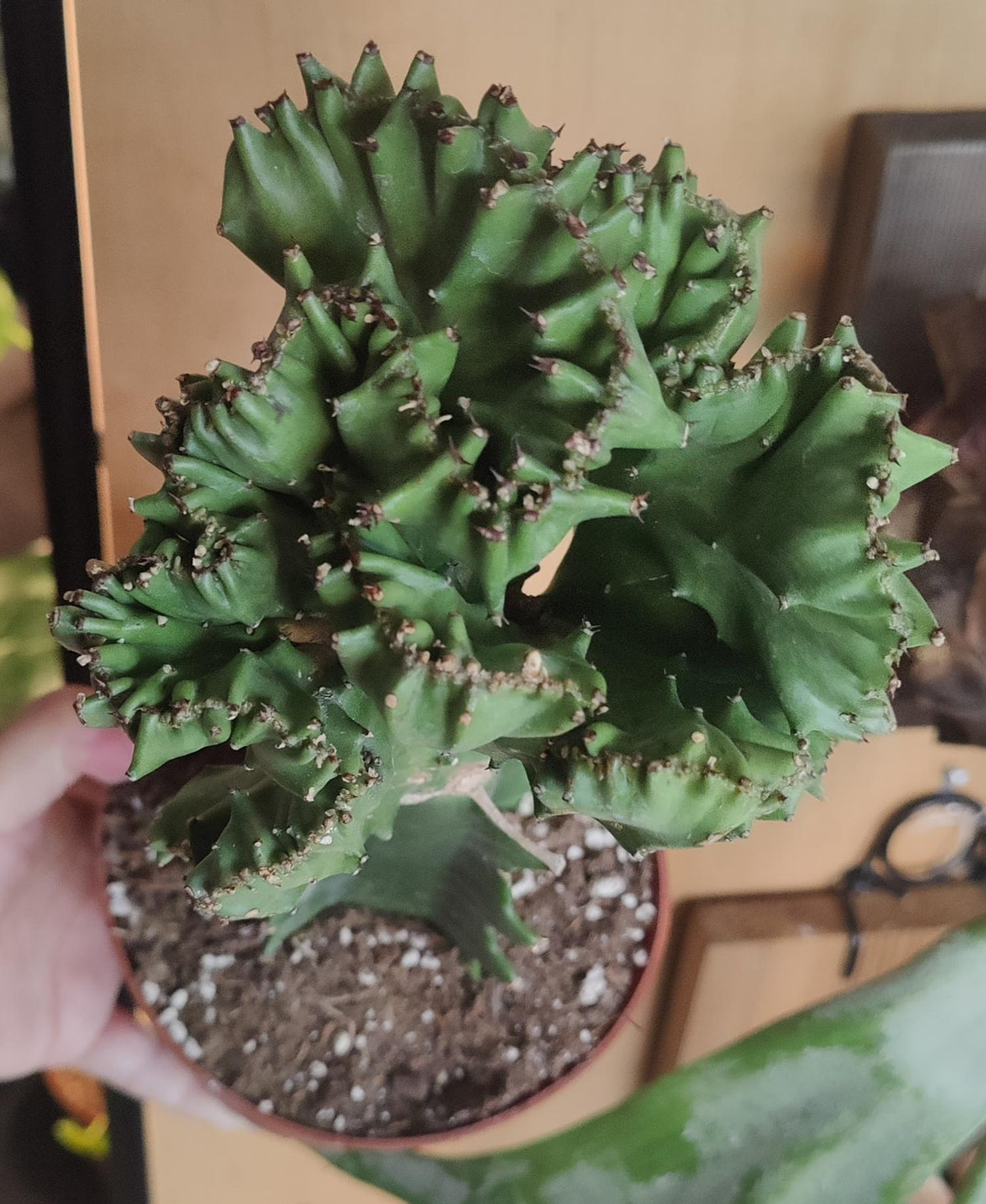 Euphorbia Lactea