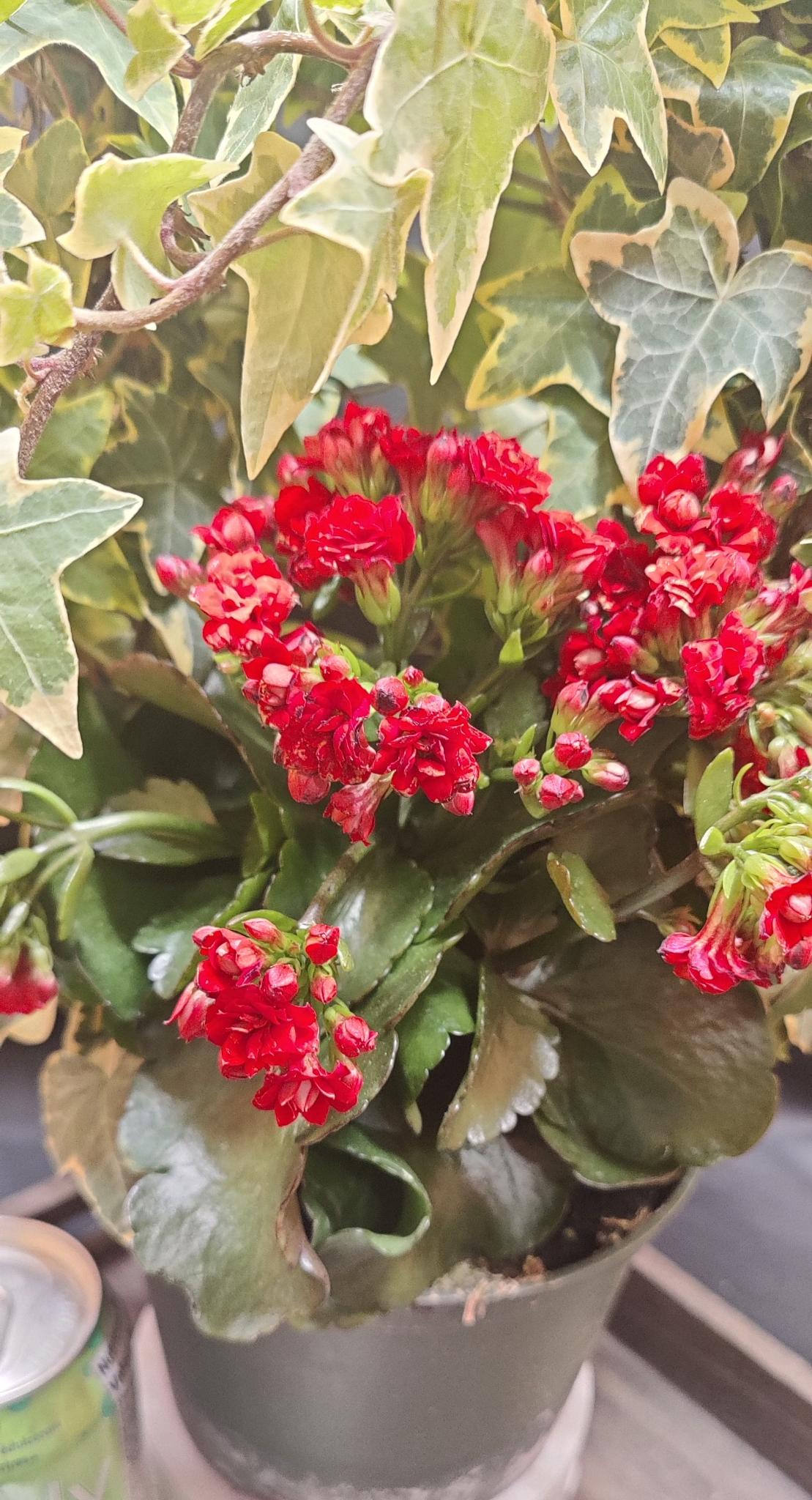 Ivy on Hoop w/ Beauties 6" pot