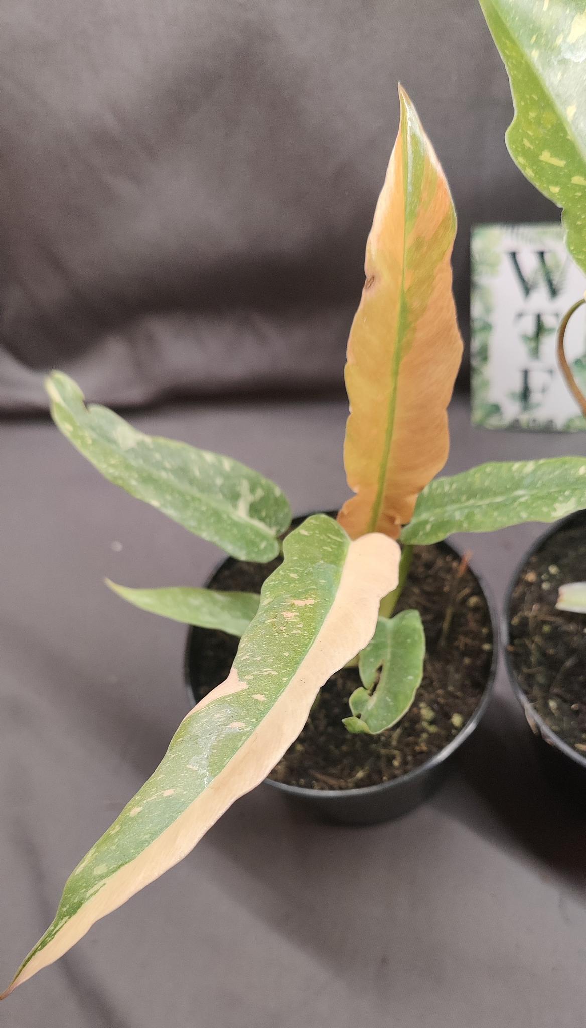 Philodendron Ring of Fire Variegated