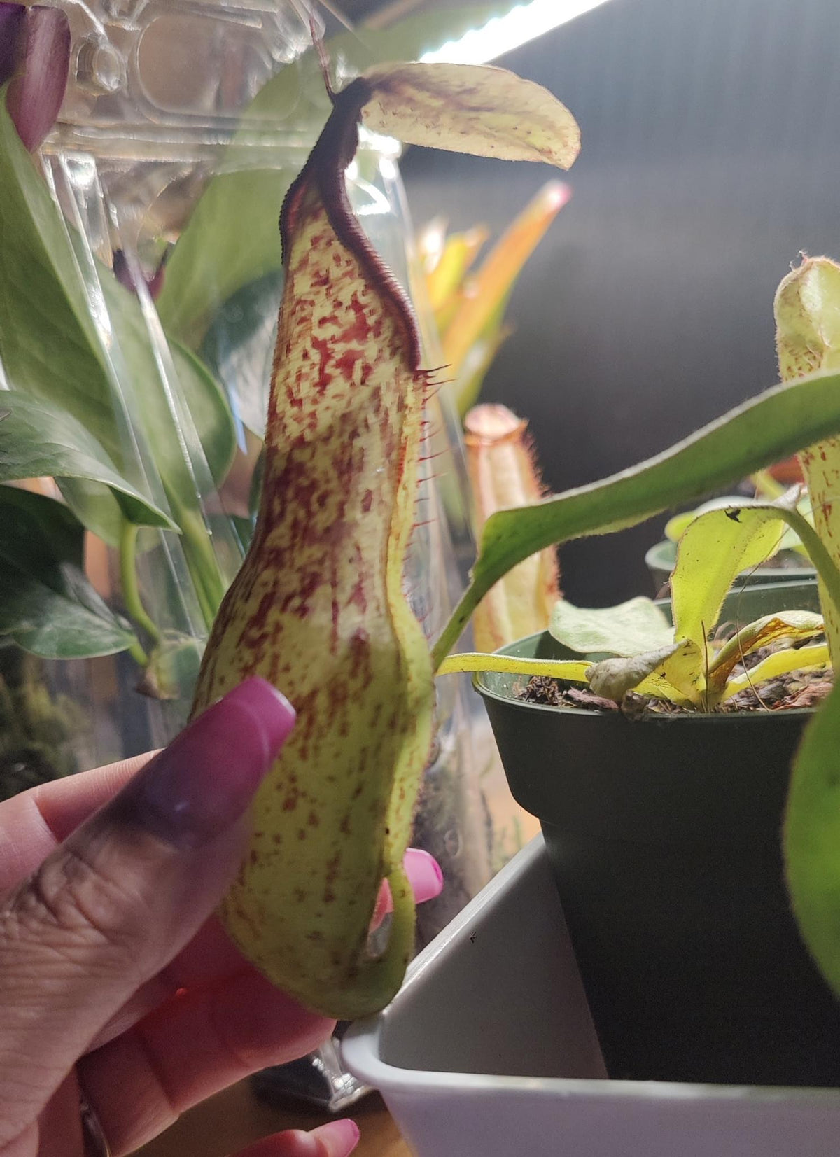 Nepenthes Dyeriana