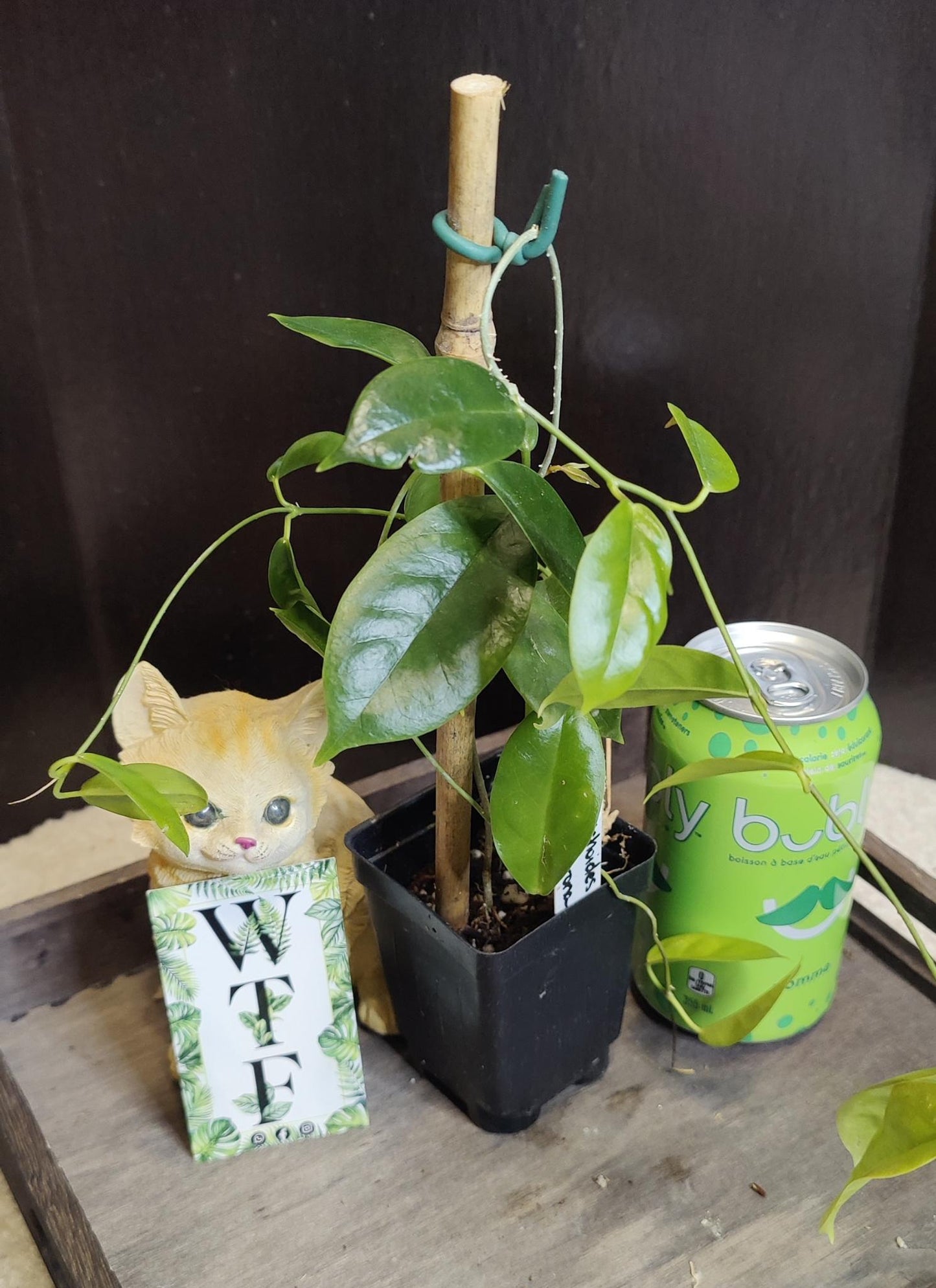 Hoya Onychoides "Big Corona"