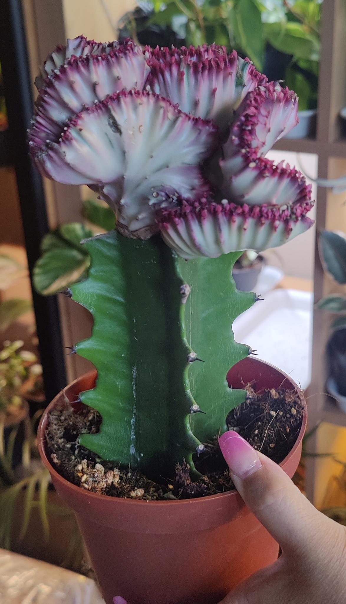 Euphorbia Lactea