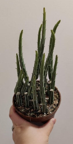 4" SENECIO STAPELIIFORMIS (PICKLE PLANT)