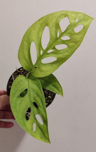 Monstera Esquelito 4"