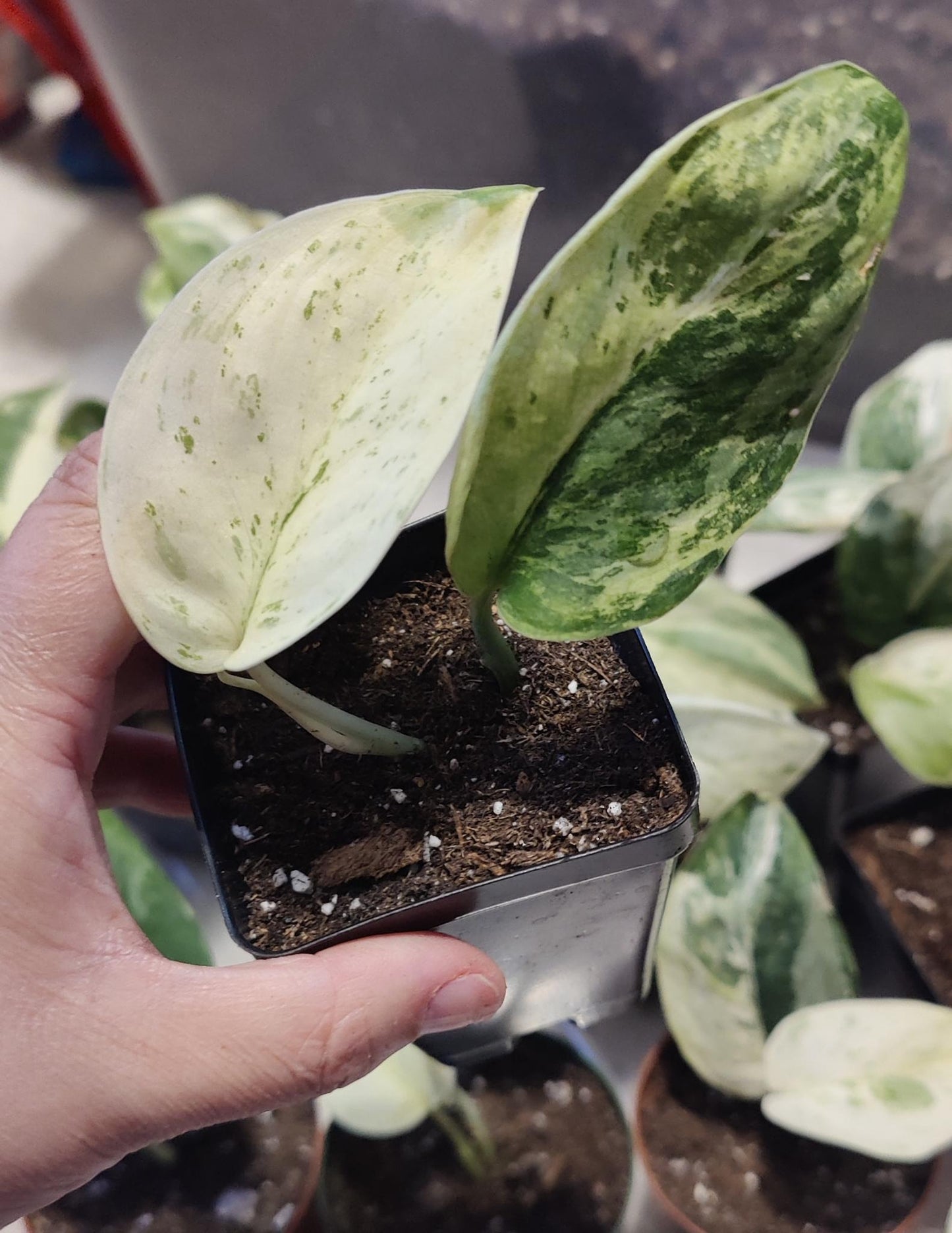 Scindpsus Variegated Dark Splash Propagation