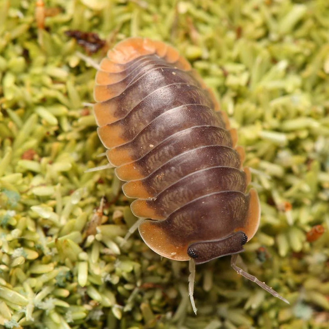 Cubaris sp. - Red Edge Isopods
