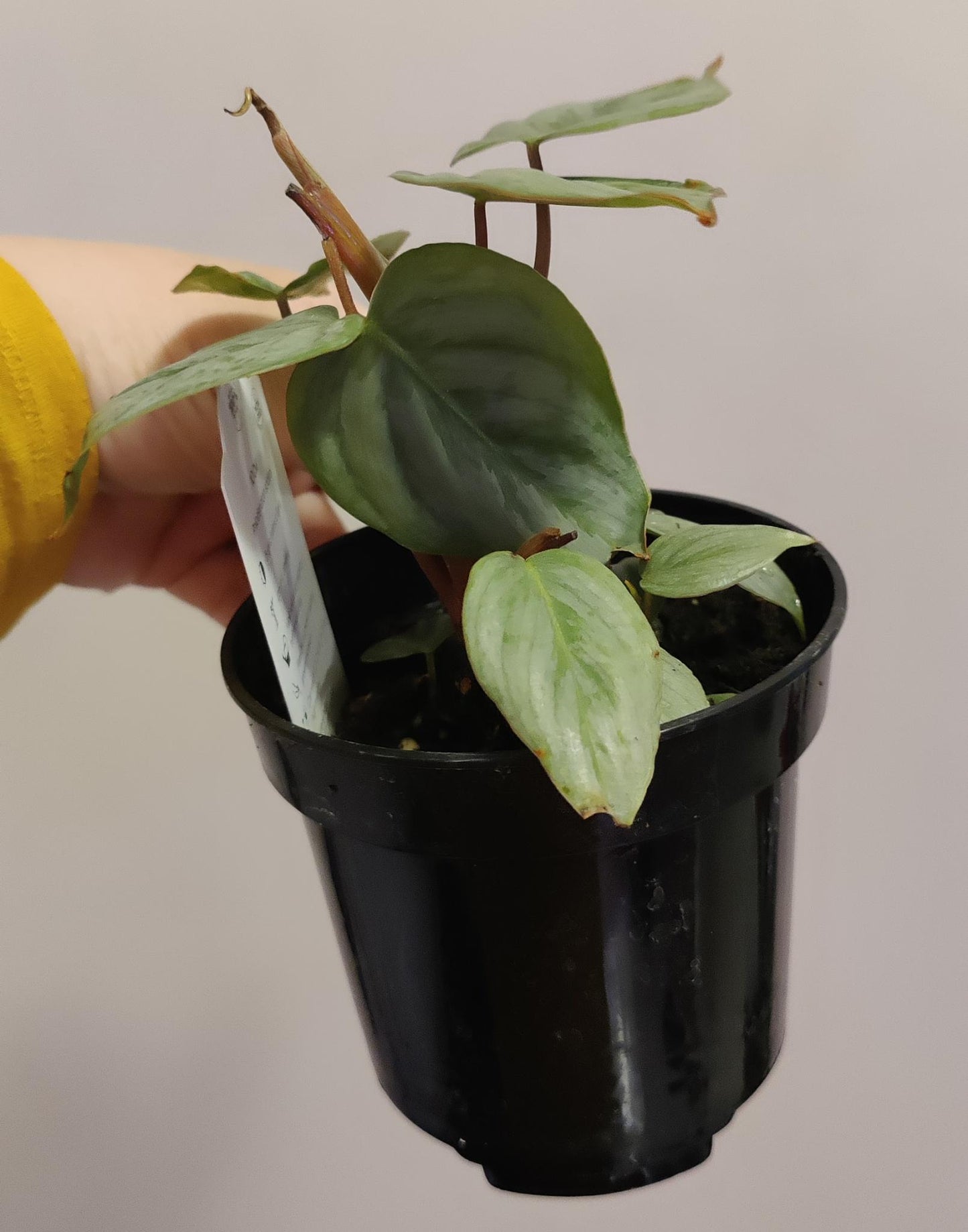 Philodendron Sodiroi Ornatum Giant Silver 4"