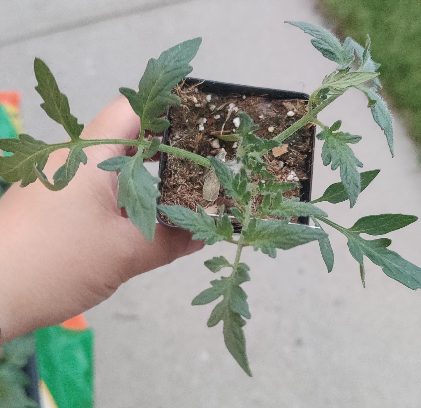 Tomato La Roma IV Red 2.5" pot