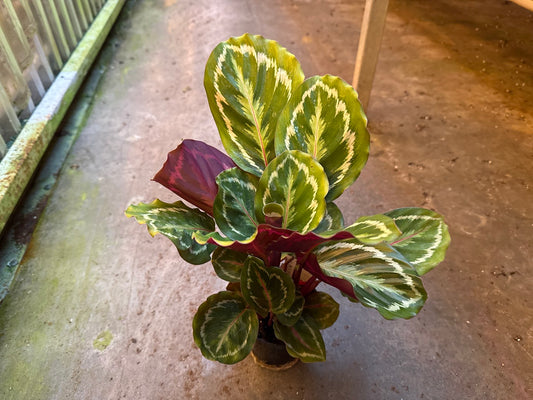 Calathea Medallion