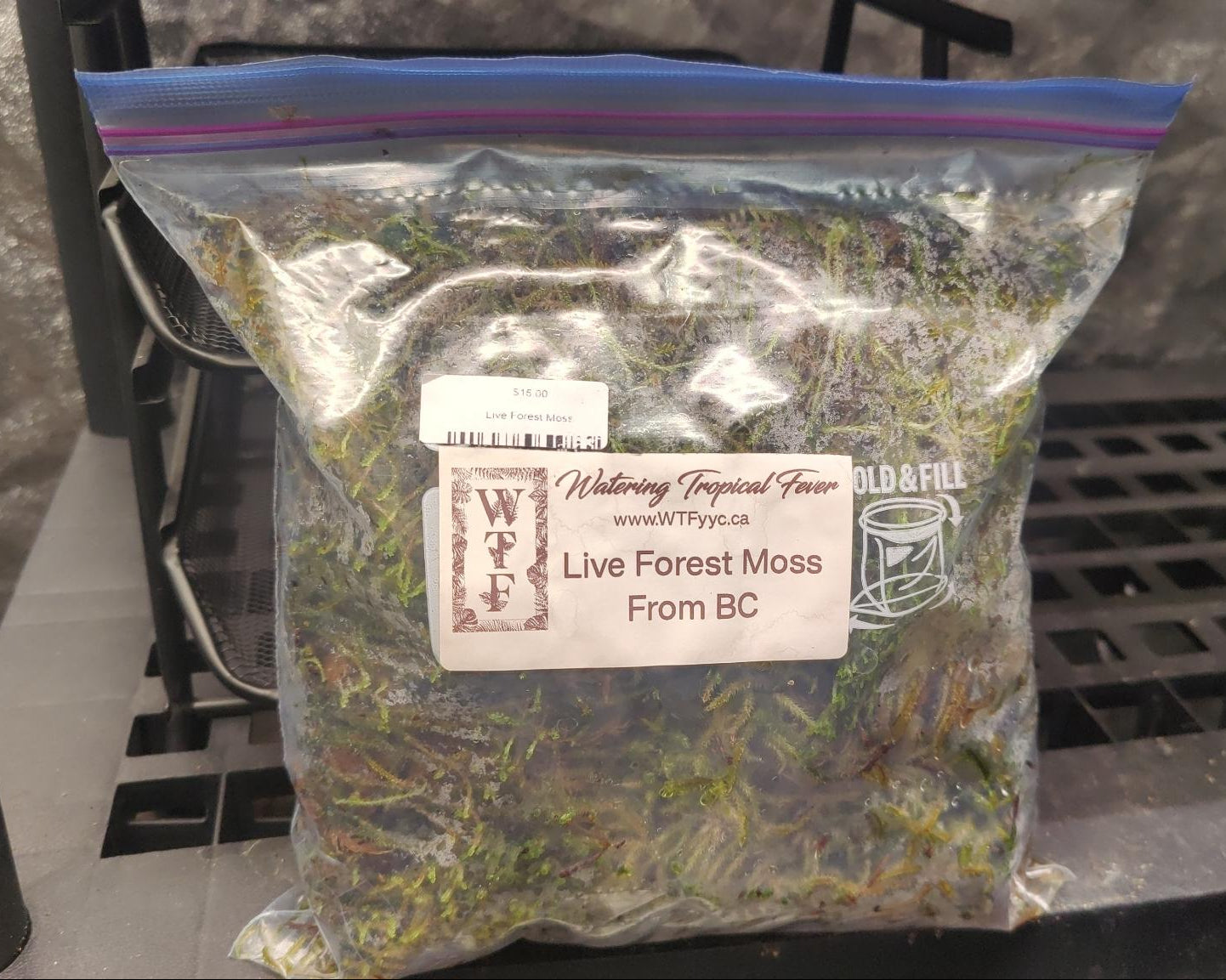 Live Forest Moss