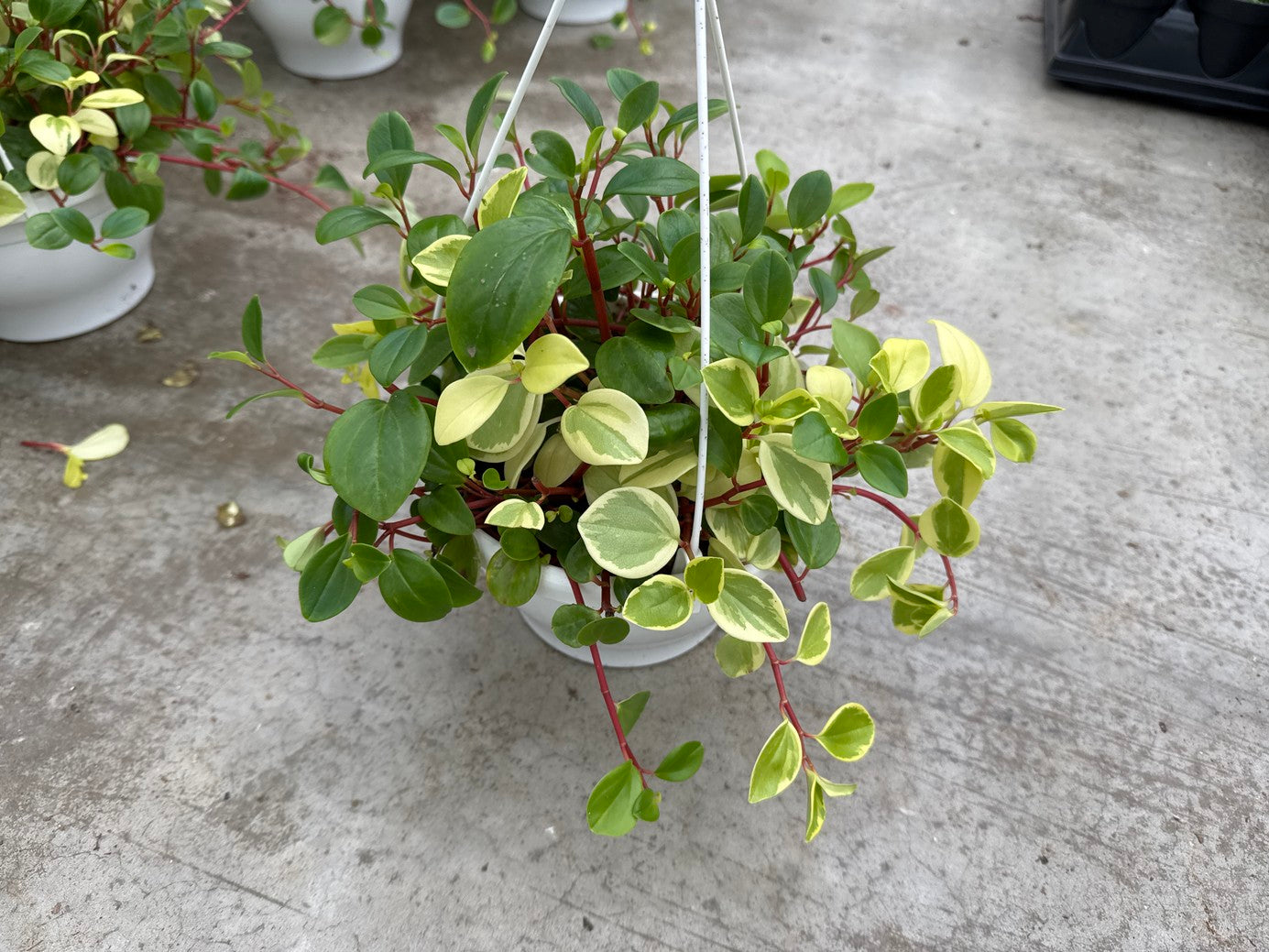 Peperomia European Trailing