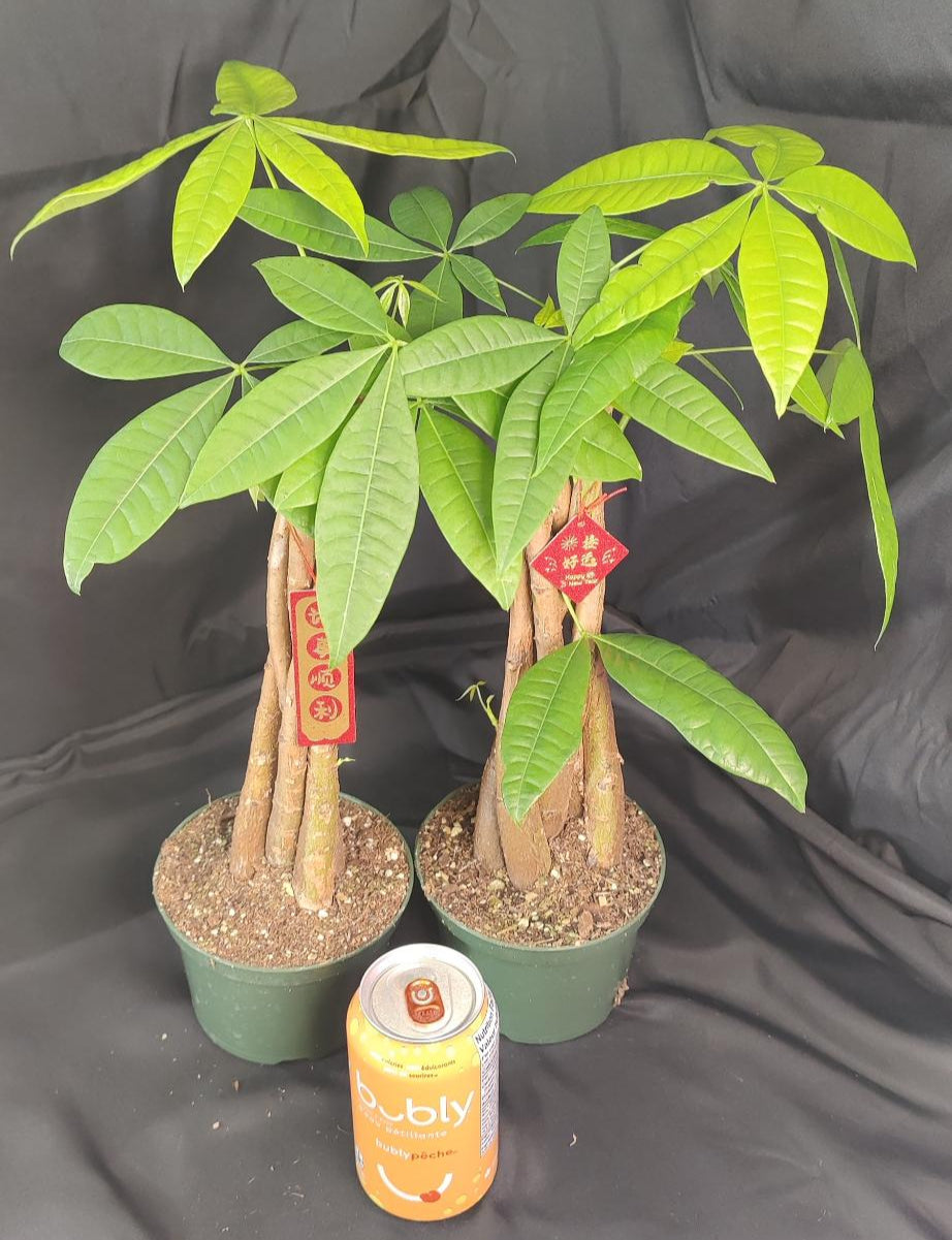 Braided Money Tree (Pachira)