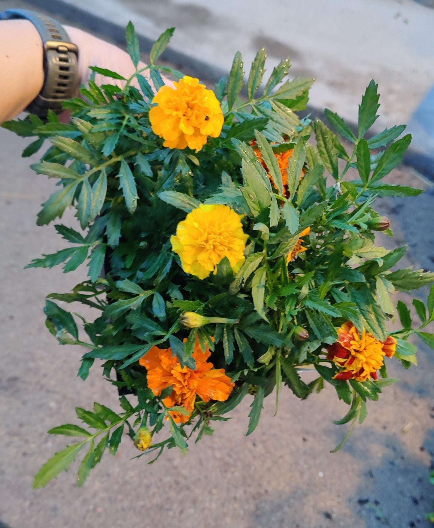 Marigold Bonanza Mix tray of 6
