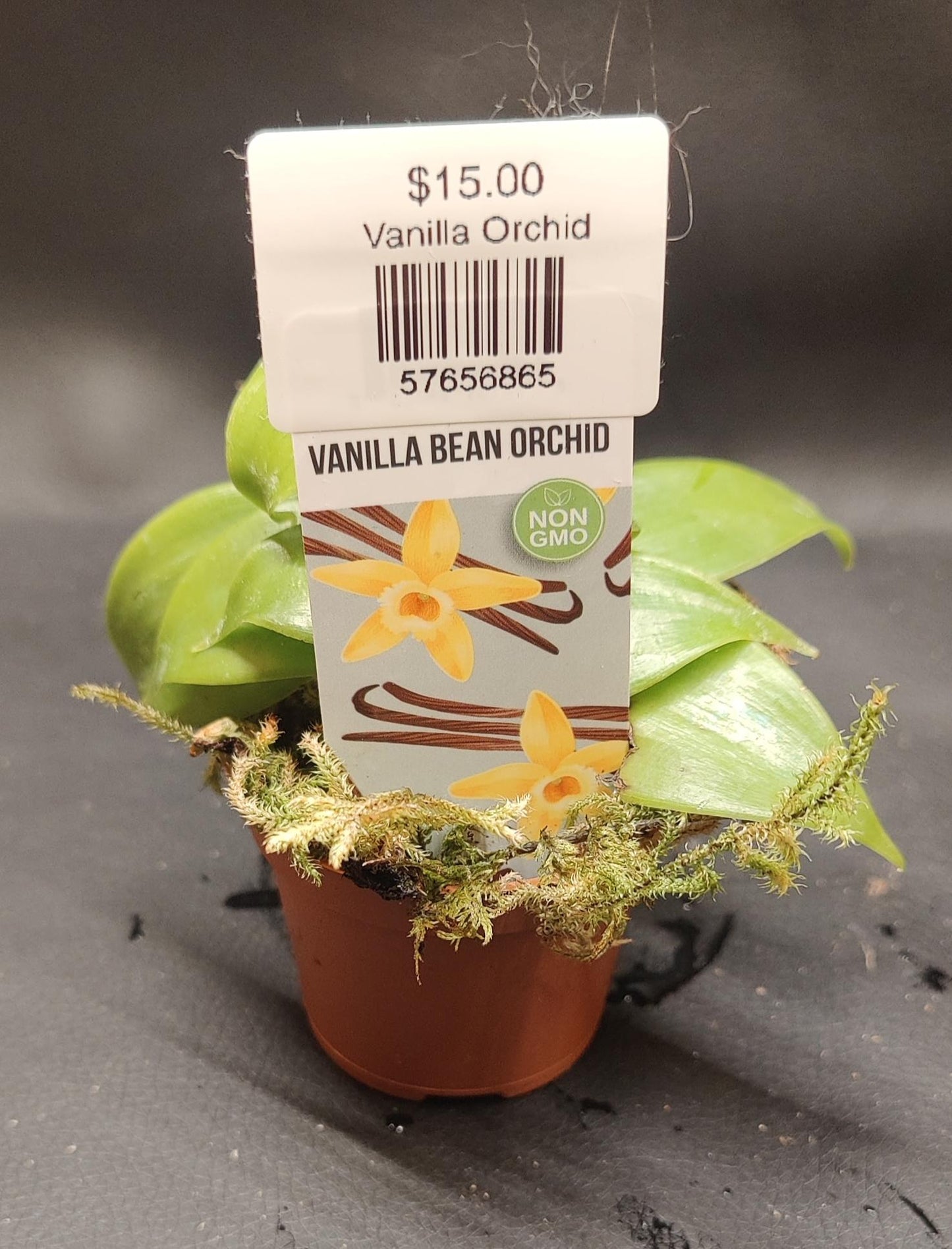 Vanilla Orchid