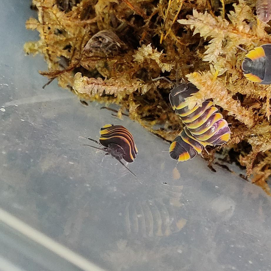 Merulanella Ember Bees