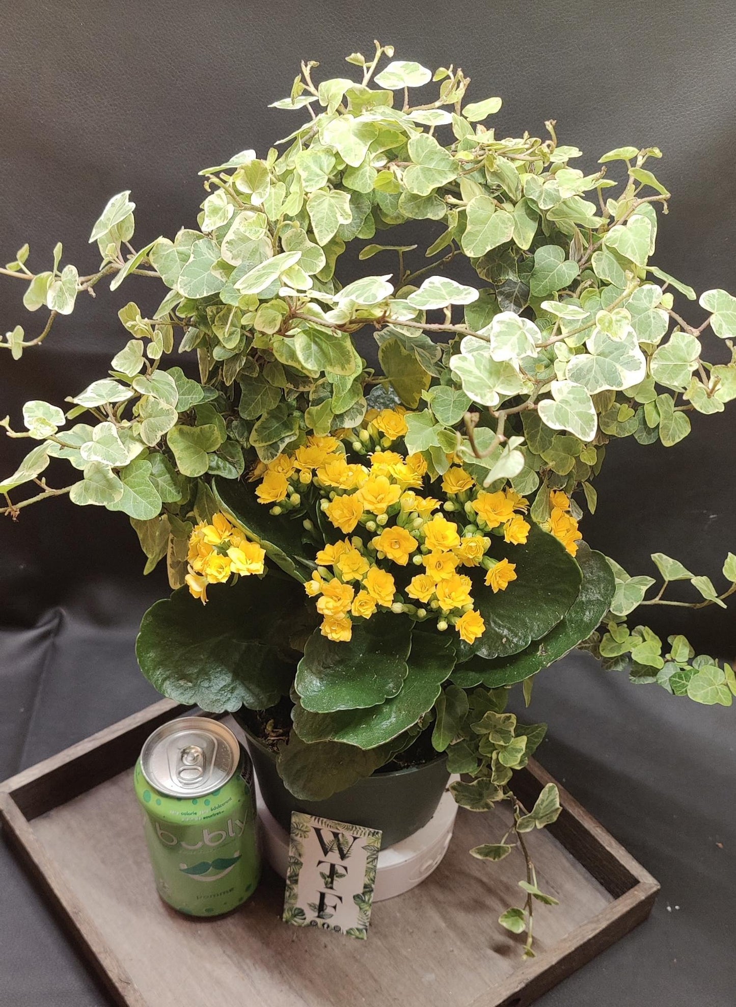 Ivy on Hoop w/ Beauties 6" pot