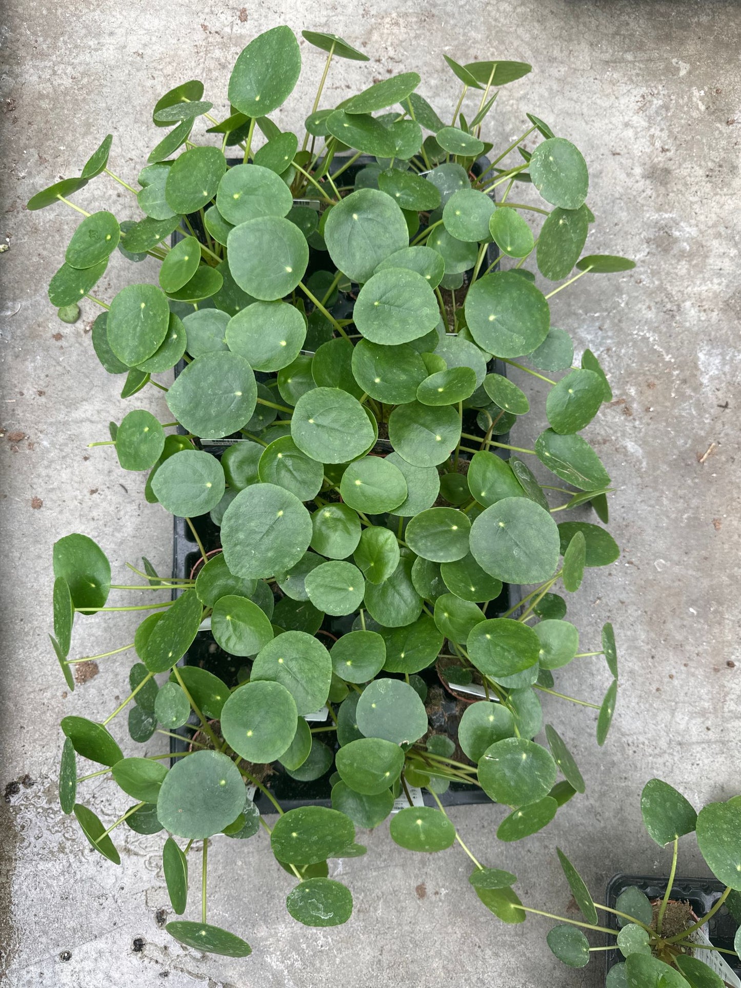 Pilea Peperomioides (Money Coin) AKA UFO