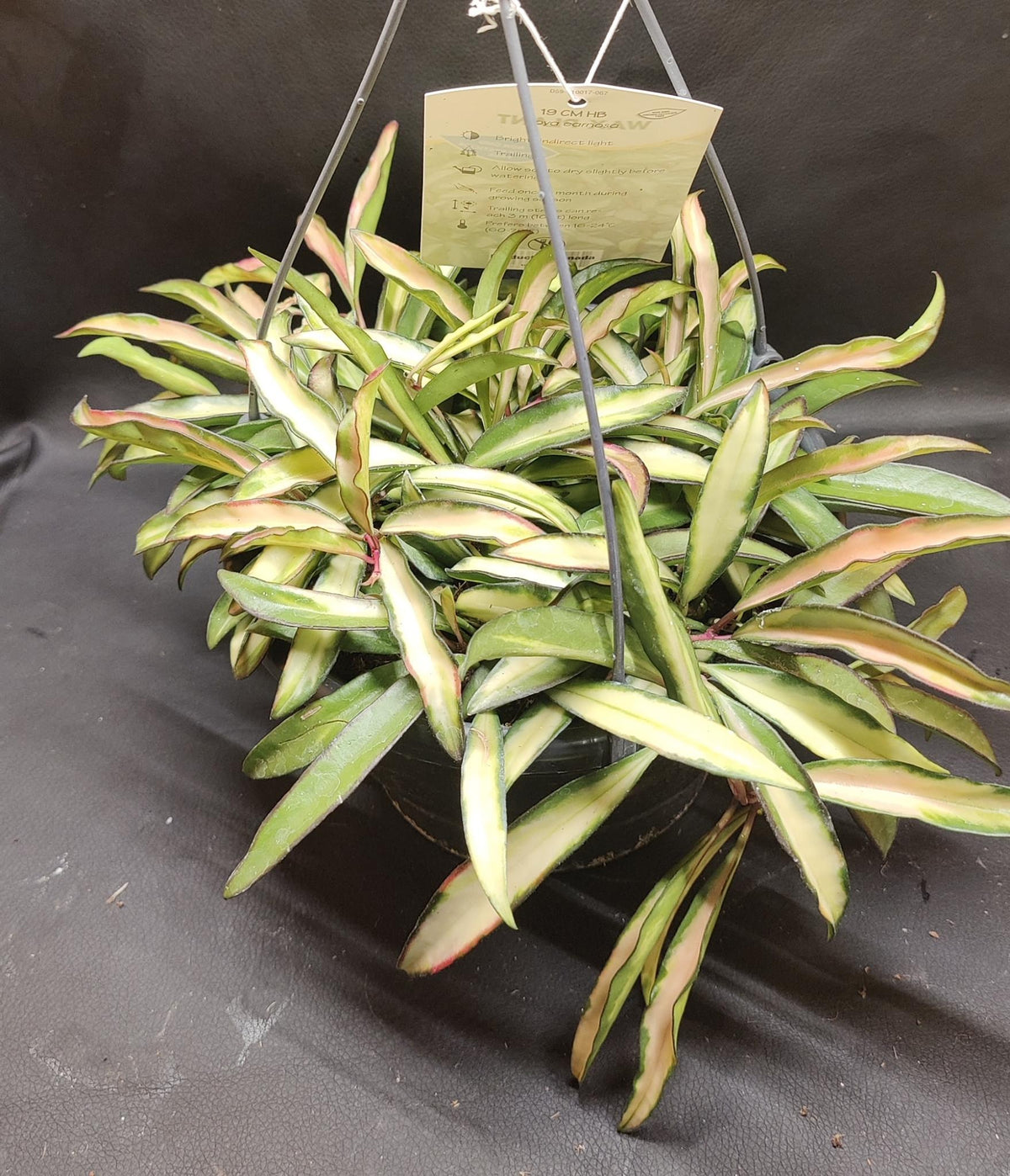 Hoya Wayettii Tricolor