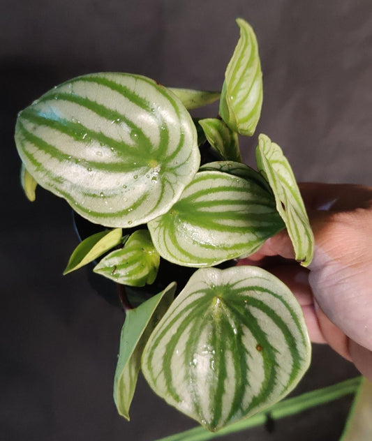 Peperomia Watermelon