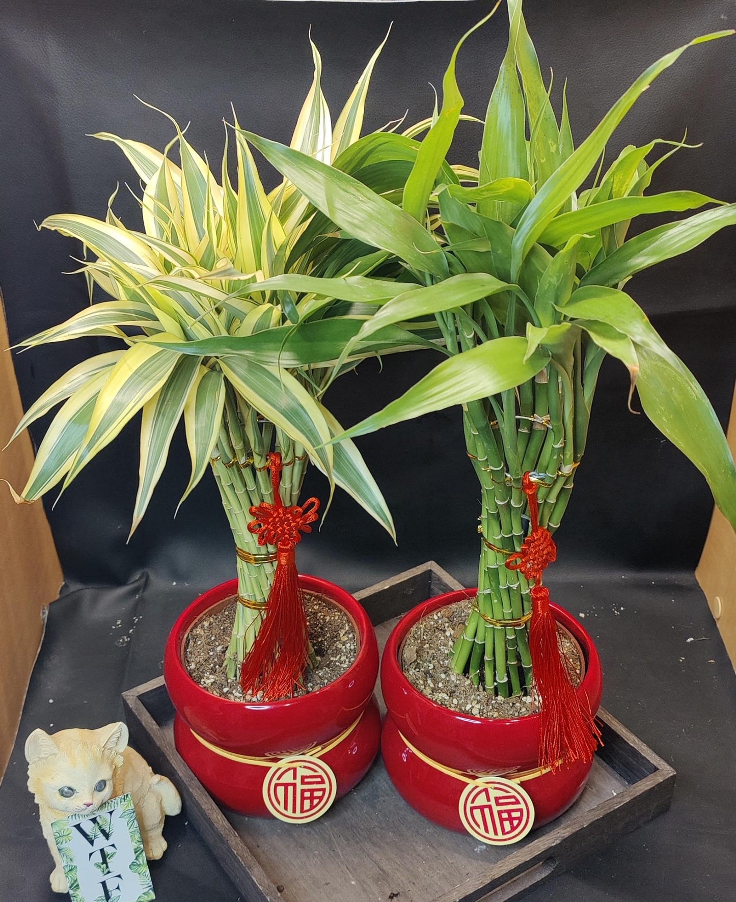 Bamboo Torch 5" Spiral 發財