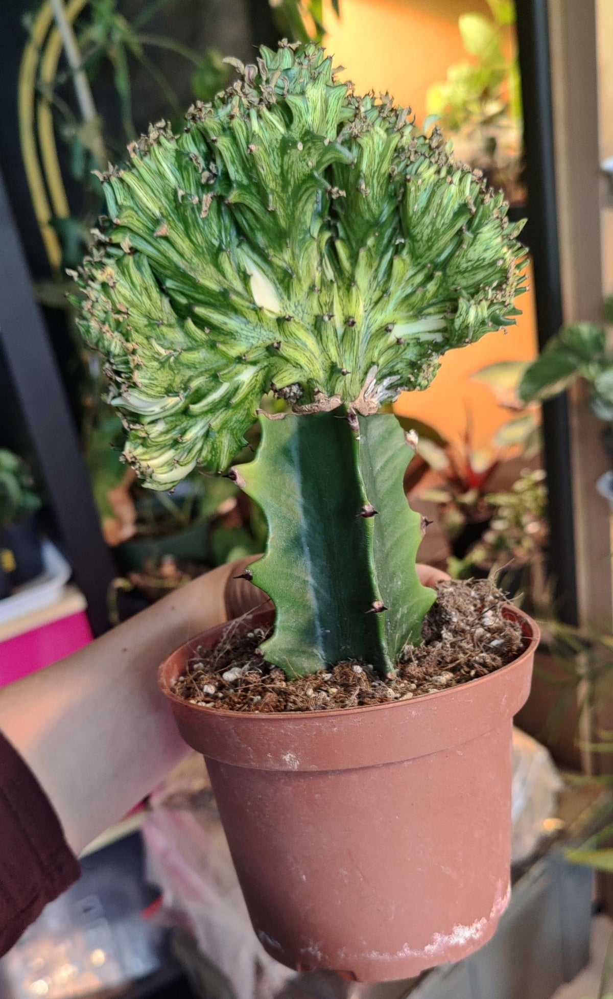 Euphorbia Lactea