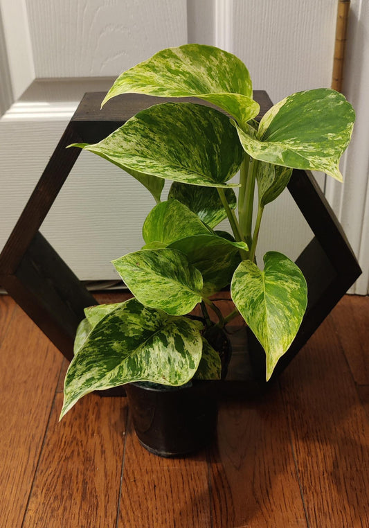 Pothos Marble Queen