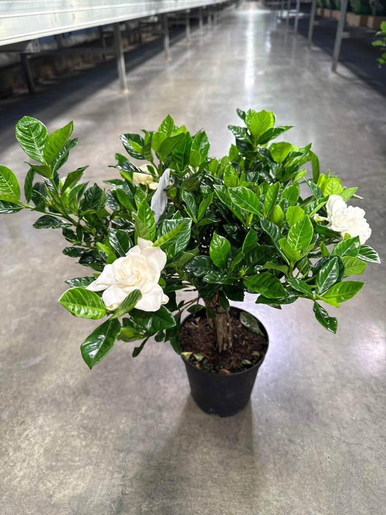 Gardenia Jasmine (Arriving Feb 5, 2026)
