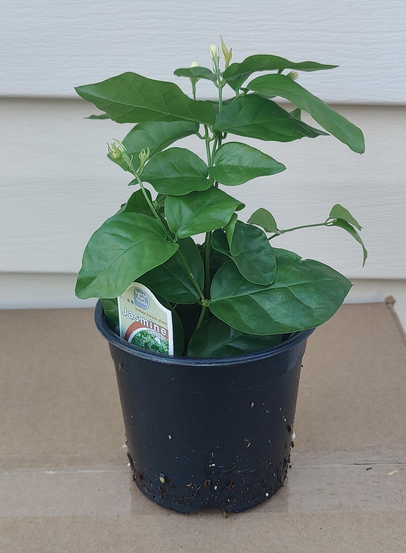 Jasmine Arabian Sanbac – Watering Tropical Fever