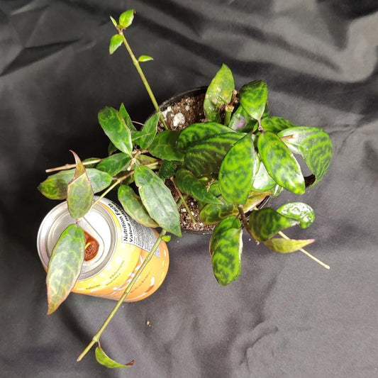 Lipstick Plant Black Pagoda