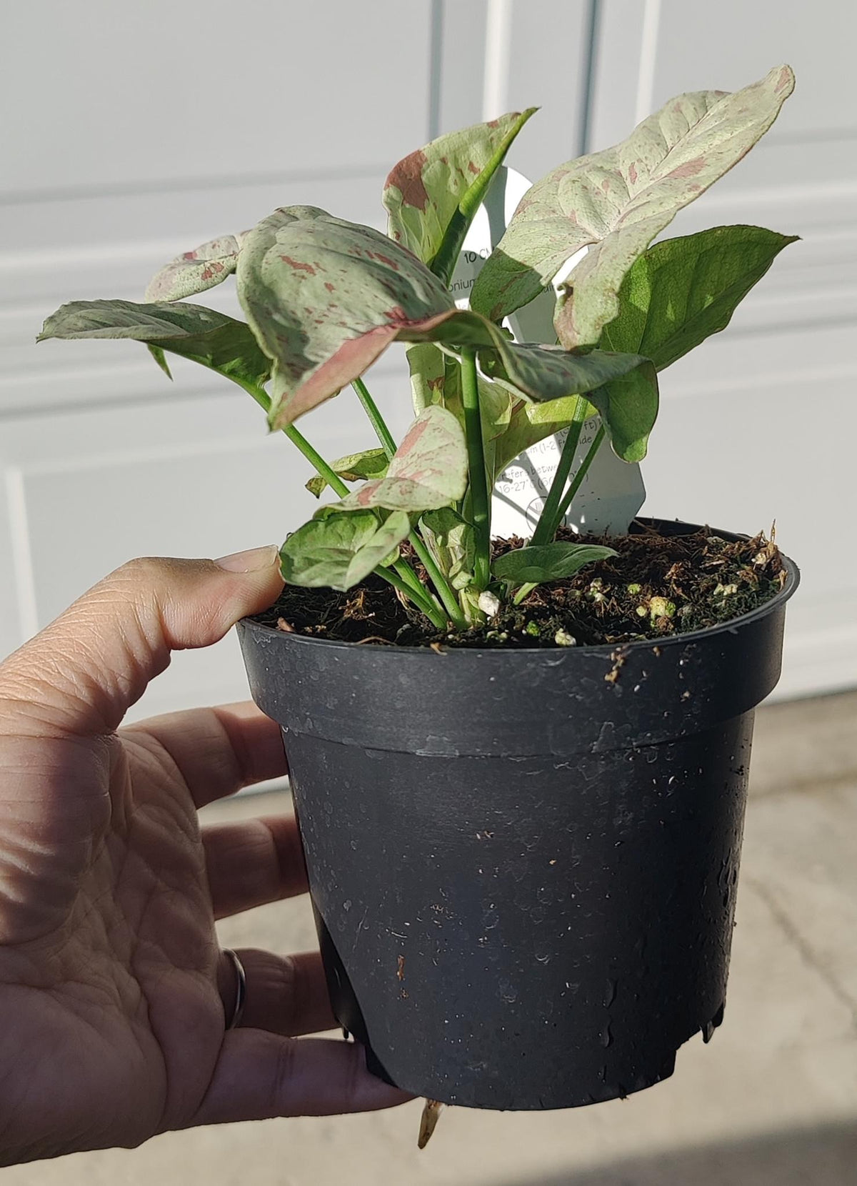 Syngonium Milk Confetti (Arrowhead)