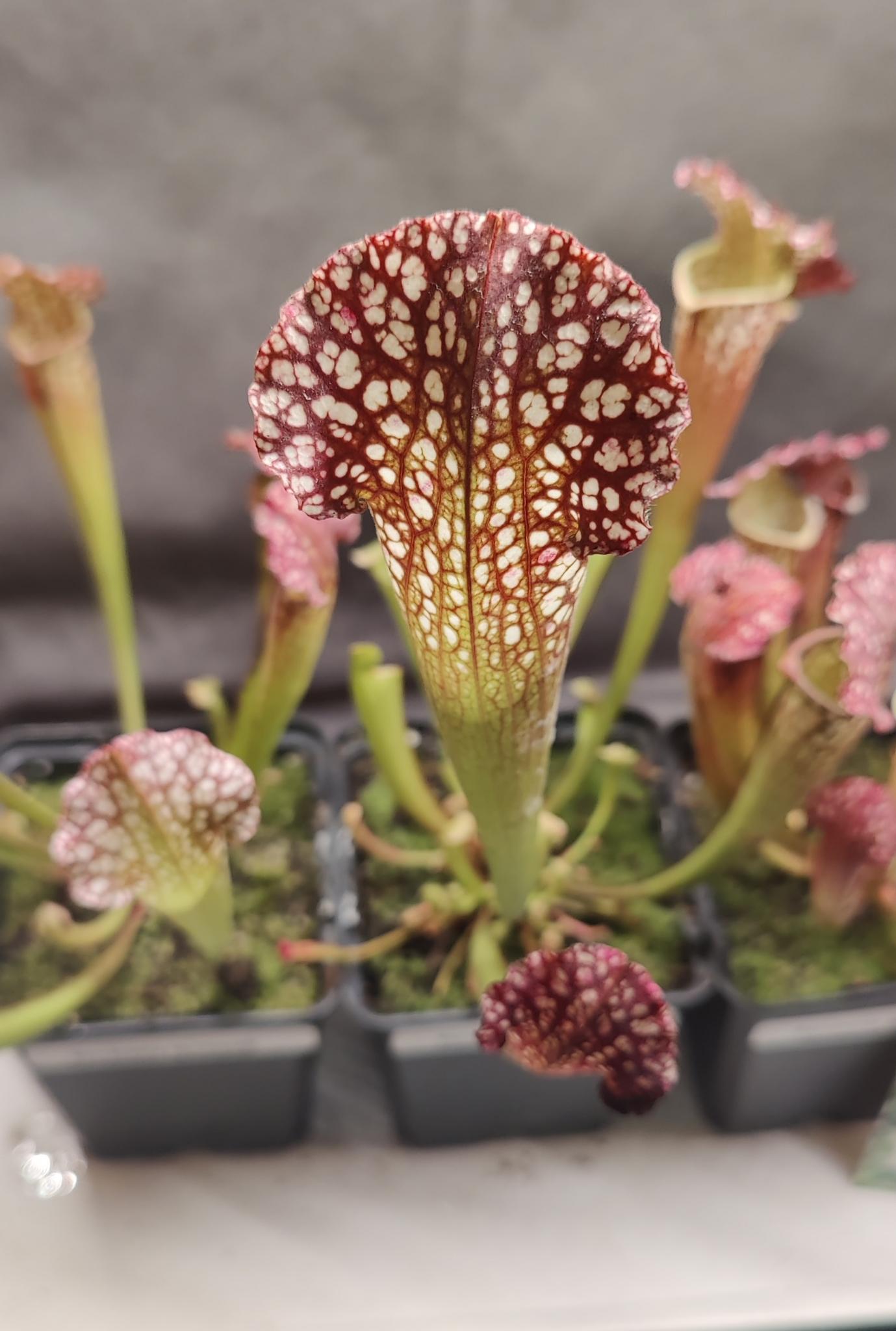 Sarracenia x hybrids - Short Hardy Pitcher