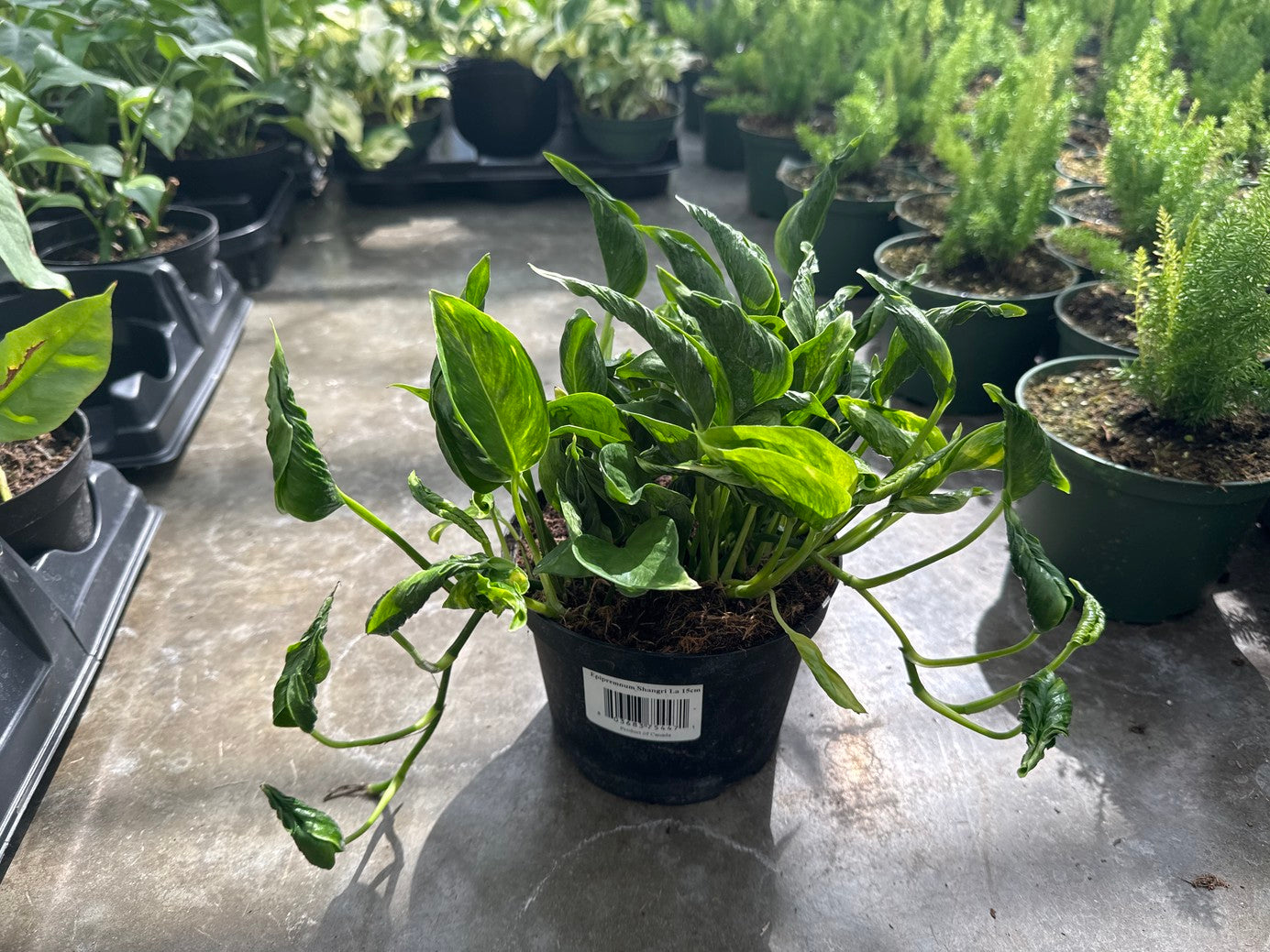 Variegated Shangri La Pothos