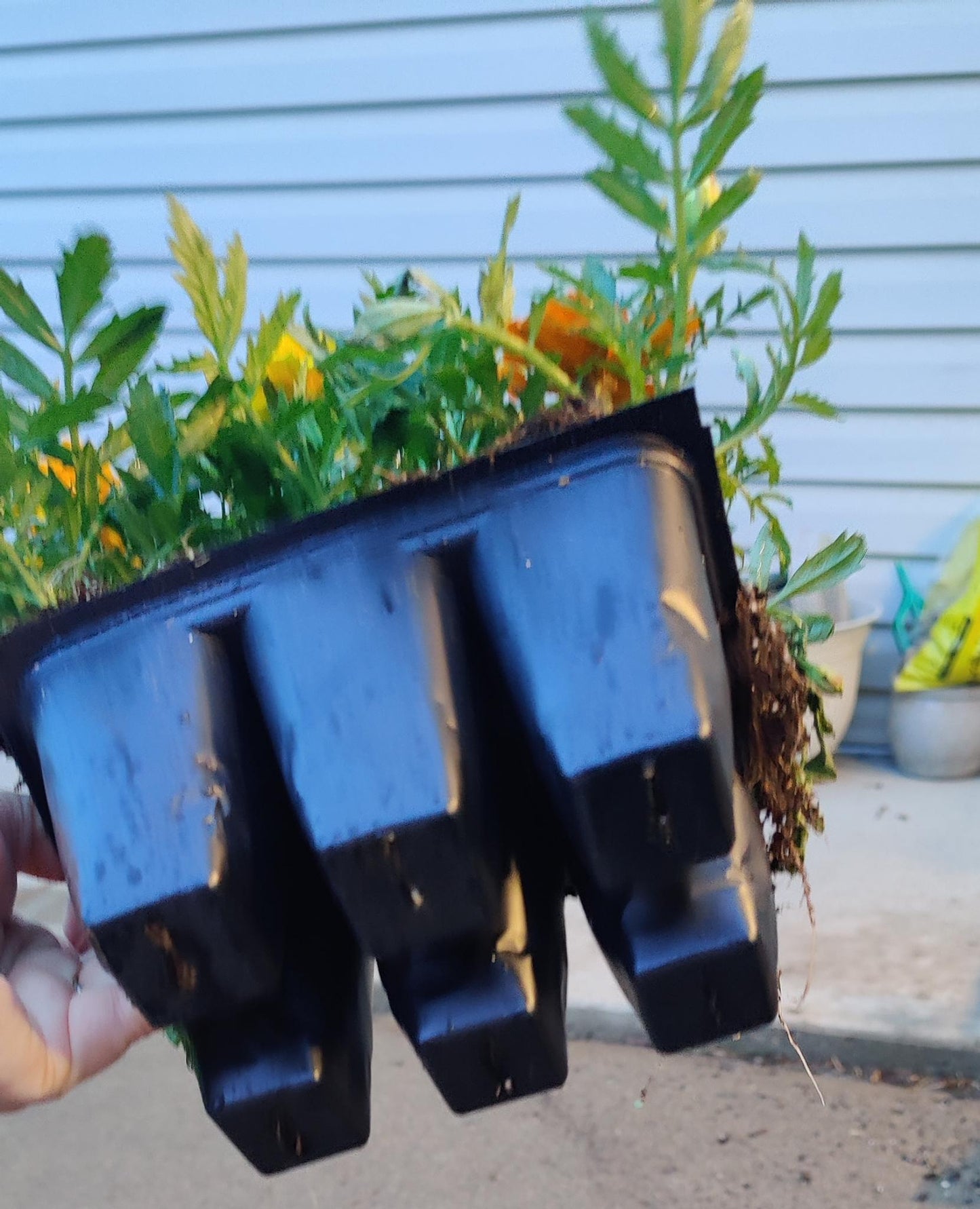 Marigold Bonanza Mix tray of 6