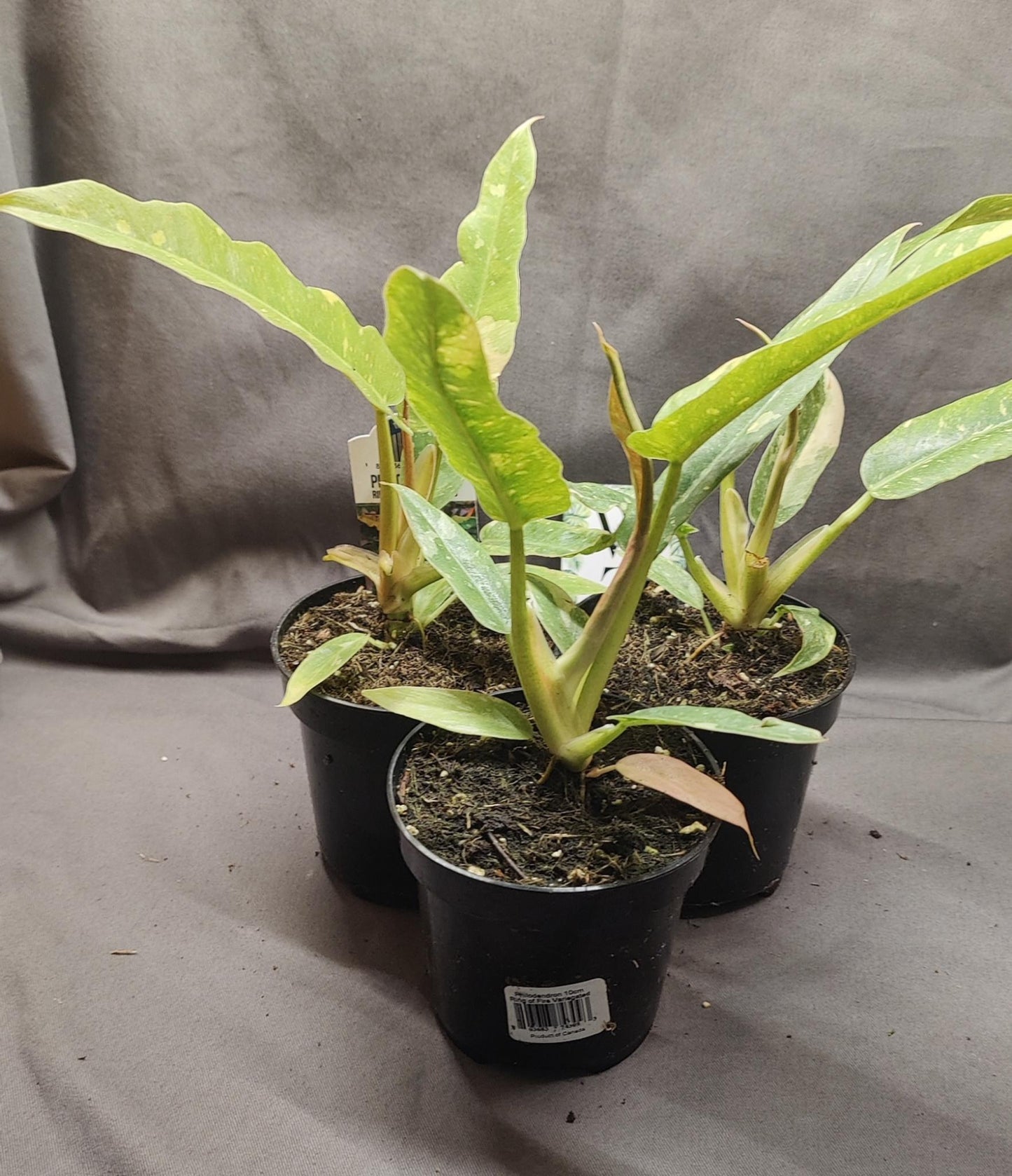 Philodendron Ring of Fire Variegated